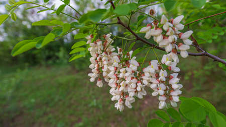 Acacia branch with blunders of white flowers on a blurred background.. Spring season, May. Web banner.の写真素材