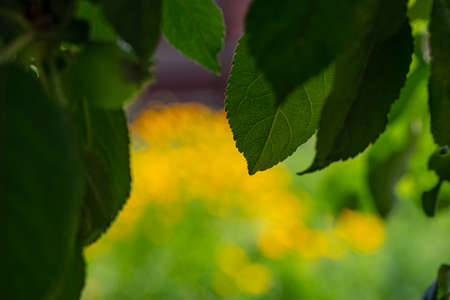 Dark green foliage on a blurred background. Natural background for design.の写真素材