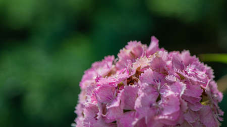 Blooming phloxes on a blurred background, close-up. Natural background. Web banner.