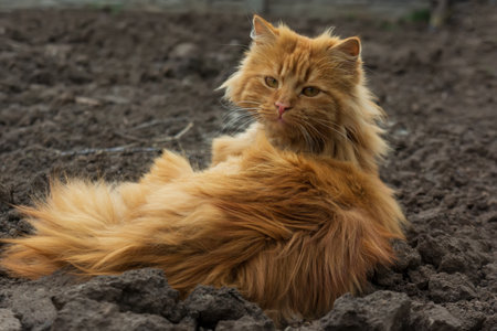 Red cat on a walk. In the park.の写真素材