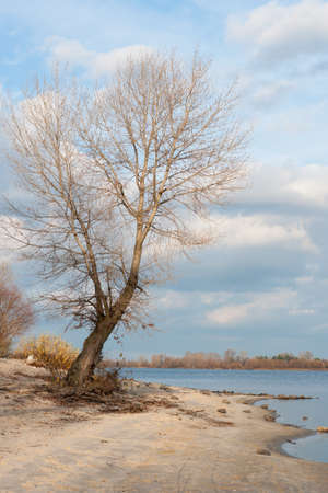 Leafless tree at the river bankの写真素材