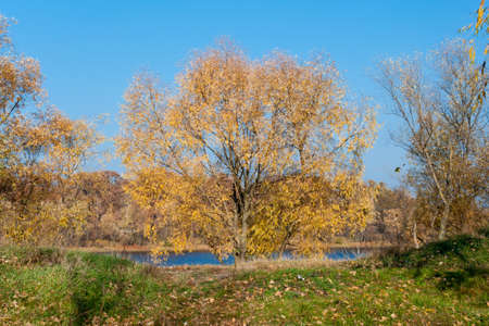 Yellow autumn tree at the river in the sunny dayの写真素材