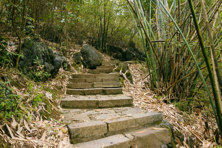 Stone steps on the way through Bamboo treesの写真素材