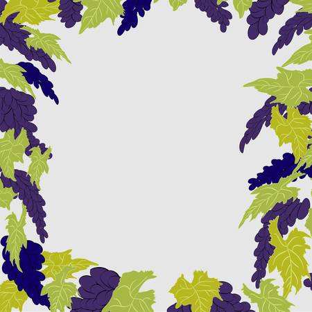 Hand drawn illustrations of white grapesのイラスト素材