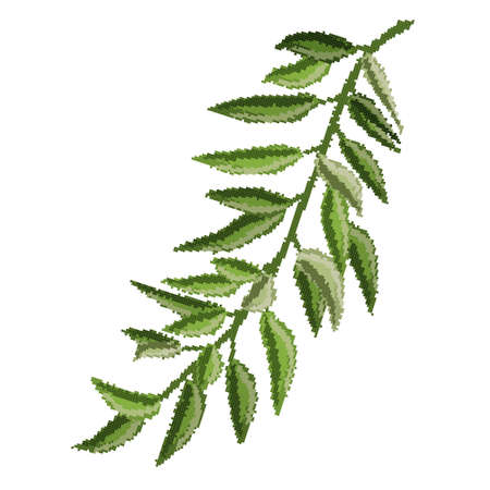branch with green leaves on a white backgroundのイラスト素材