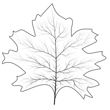Maple leaf for concept design. September fall. Decoration element. Autumn background. Canada symbol maple leafのイラスト素材