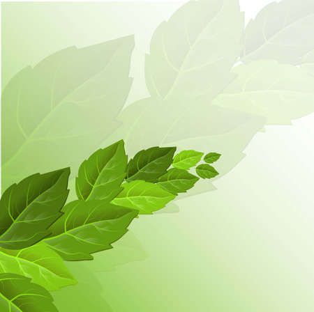 Beautiful leaves on sky background, great design for any purposes. Summer outdoor. Beautiful nature landscape. Tree decoration. Wallpaper background. Organic texture.のイラスト素材
