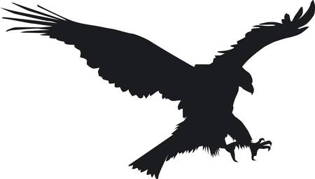 Eagle in flightのイラスト素材