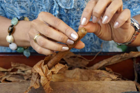 A young cigars turner in the routine work  An exquisite cigar is made with love の写真素材