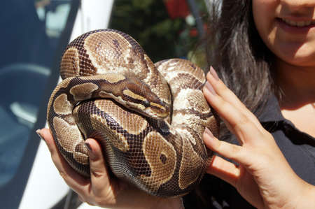 A python snake is curled up on the hand of a young woman  The reptile enjoys not only the sun but also the body heat  Reminiscent of Eve, who was seduced by the serpent の写真素材