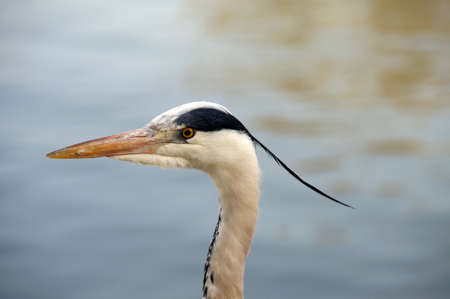 Ein stolzer Graureiher - Fischreiher - im Profil  Der aufmerksame Vogel beobachtet mit seinen...
