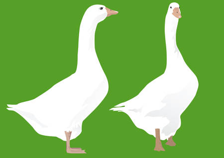 Two geese standing on green ground のイラスト素材