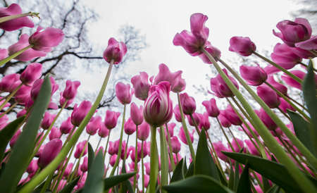tulips reaching towards the sky