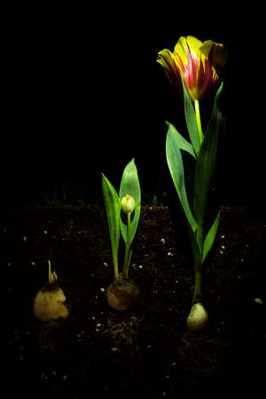 the growth phase in the soil until the tulips become a blooming tulip