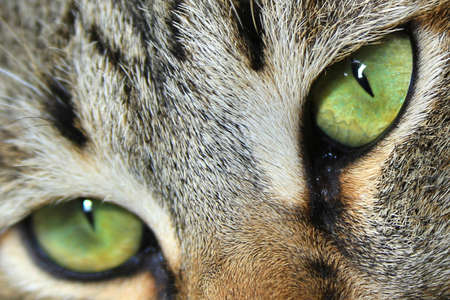 A close-up macro photograph of a Siya Cat s nose taken at 1: 1 lifesize magnification.