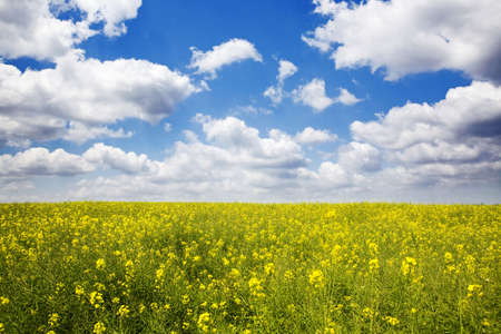 Spring nature.Simple beautiful nature background with green grass and blue vivid sky with clouds.