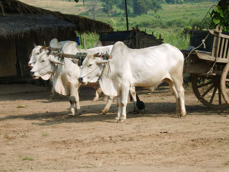 Team of oxen taking a breakの写真素材
