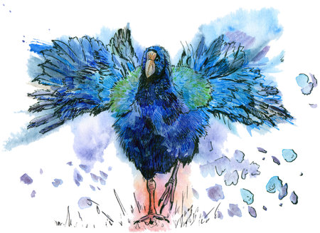 Watercolor takahe bird with splashes. Hand drawn watercolor illustration on white background. bird collection.の写真素材