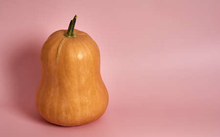 detail of orange pumpkin with a green tail on a pink backgroundの写真素材