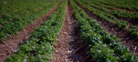 detail of a plantation for intensive cultivation of vegetables such as leek, carrots, celery,...