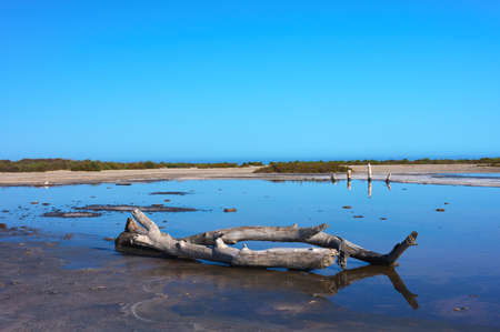 detail of a tree trunk in a lagoon with dunes and blue sky in the background