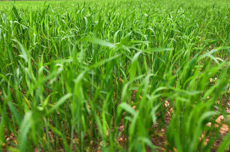detail of a field of green grass or wheat in springtime