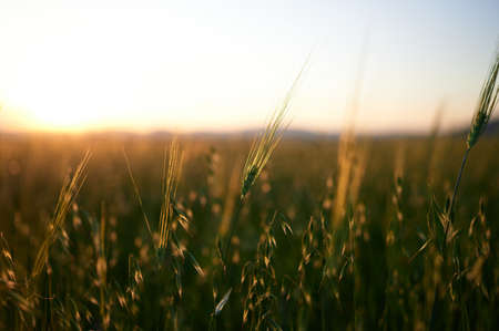detail of a wheat or barley cereal field at sunsetの写真素材