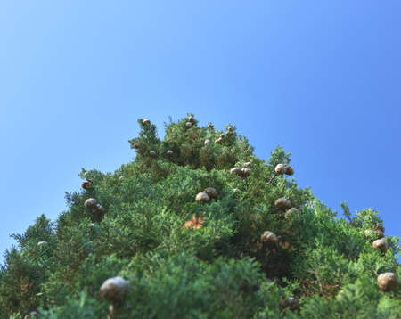 detail of a lower view of a cypress tree with pine cones on a blue background