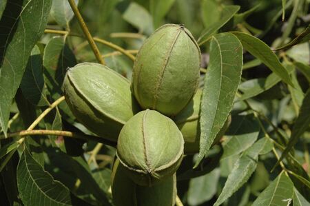 Cluster of green Pecans