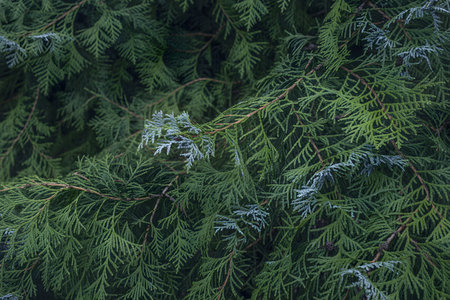 Close-up of evergreen tree branches with rich green needles and silvery-blue hues. Soft natural lighting highlights intricate textures in a layered, deep forest scene.の素材