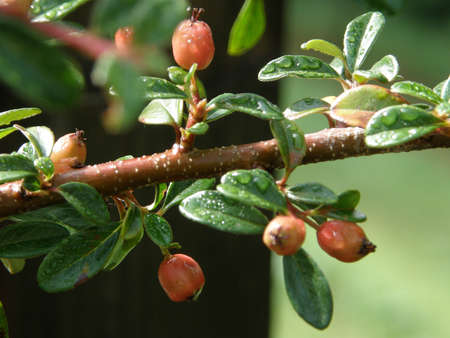 Italy, S Lorenzo in banale, 14 August 2010 - Berry