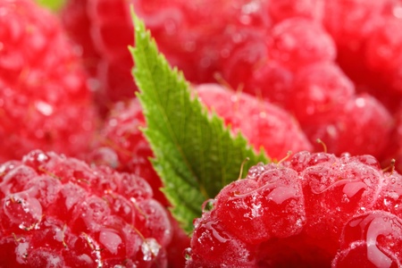 raspberrys with leafs.の写真素材