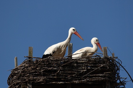 couple of storksの写真素材