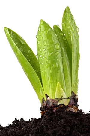 New sprouts breaking through the earth.の写真素材