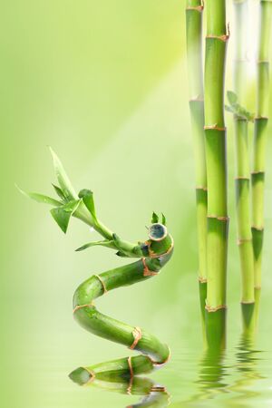 bamboo arm in an green atmosphere.の写真素材