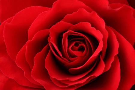 Closeup of a red rose blossomの写真素材