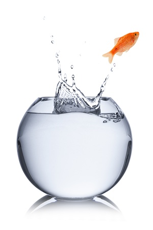 fish jumps out of bowl の写真素材