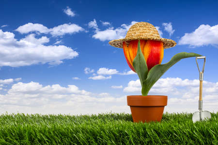 tulip with straw hat and shovel on gras