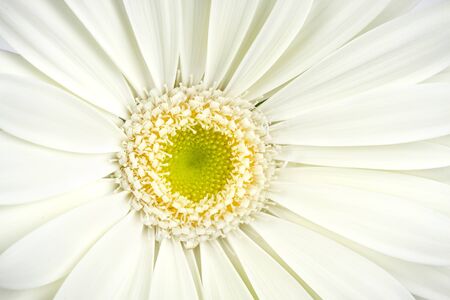 close-up shot of a white gerbera blossomの写真素材