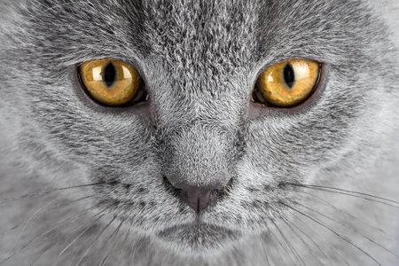 close-up shot of blue kitten faceの写真素材