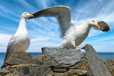 couple of seagulls on rockの写真素材