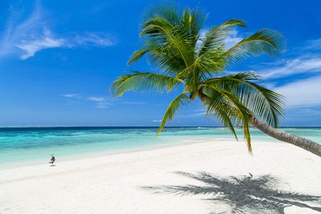 coco palm and gray heron on paradise beachの写真素材