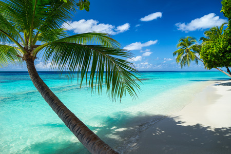 coco palms on paradise beachの写真素材
