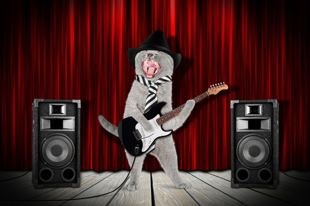 funny rock star cat with guitar and speakers on stageの写真素材
