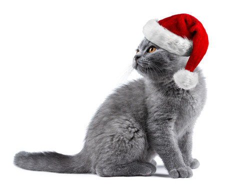 cute kitten cat blue british shorthair with red white christmas xmas santa hat isolated on white backgroundの写真素材