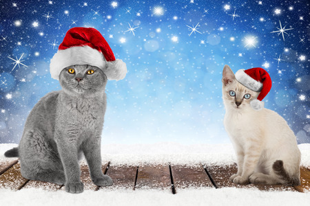 christmas xmas background with 2 cute kitten cat pet with santa hat on wooden snowy planks in front of blue night sky stars and snowflakesの写真素材