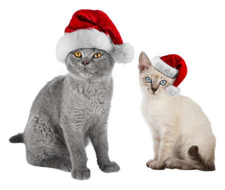 two kitten cats british shorthair and thai siam with red white christmas xmas santa hat isolated on white backgroundの写真素材