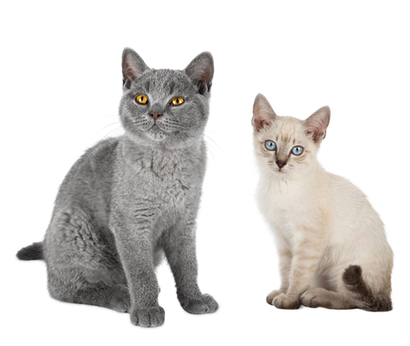 two cute  kitten cats blue british short hair and thai siam sitting together isolated on white backgroundの写真素材