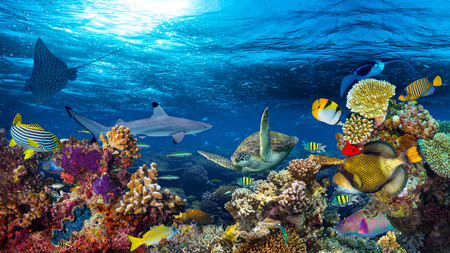 underwater coral reef landscape 16to9 background  in the deep blue ocean with colorful fish and marine lifeの写真素材