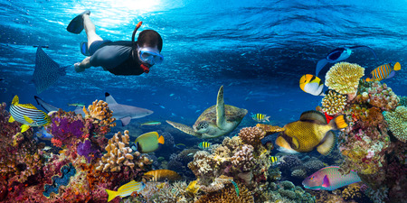 young men snorkling exploring underwater coral reef landscape background  in the deep blue ocean with colorful fish and marine lifeの写真素材